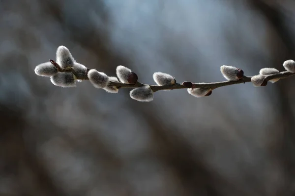 Catkin Close Pussy Willow Nature Willow Bloom First Signs Spring — Foto de Stock