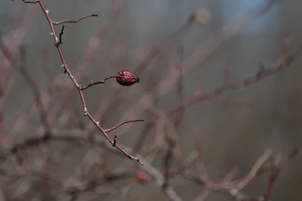 Rosa Seca Quadris Cão Rosa Selvagem Rosa Planta Primavera Planta — Fotografia de Stock