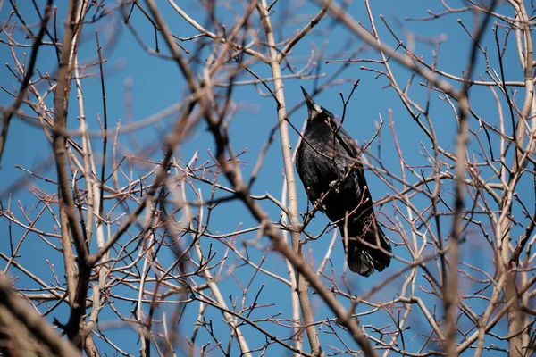 Rook Vogel Auf Dem Baum Der Natur Schwarzer Vogel Ruht — Stockfoto