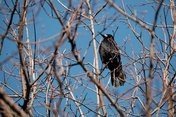 Doğada ağaçtaki çaylak kuş. Siyah kuş dalda dinleniyor, mavi gökyüzü arkaplanı.
