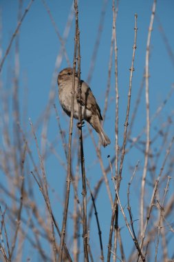 Bir dalda serçe, ağaçta minik kahverengi bir kuş..