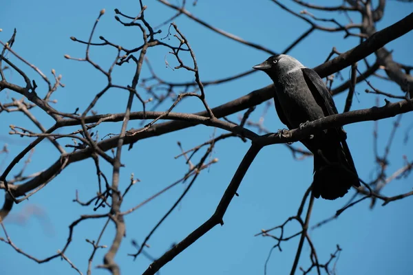 Євразійський Птах Джекдоу Своєю Природою Гілці Чорний Птах Своєю Природою — стокове фото