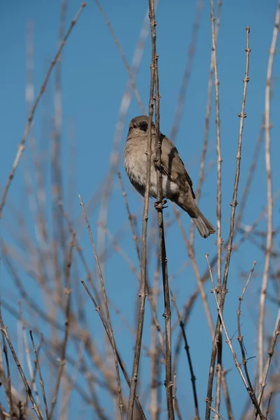 家は枝の上に自然に芽吹き 木の上にかわいい小さな茶色の鳥 — ストック写真