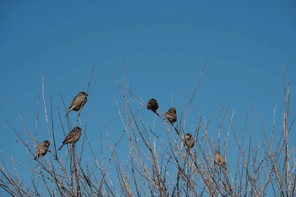 Moineaux Domestiques Multiples Dans Nature Sur Buisson Moineau Oiseaux Dans — Photo