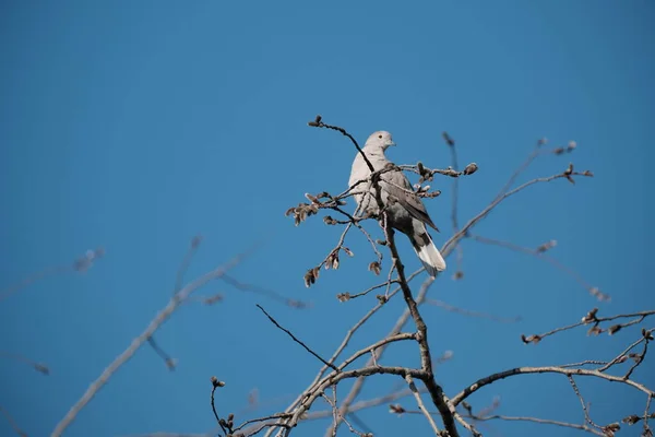 Eurasian collared dove on a tree in nature, wild dove in natural environment.