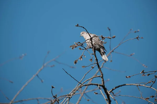 Eurasian collared dove on a tree in nature, wild dove in natural environment.