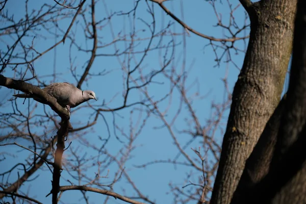 Pássaro Eurasiano Uma Árvore Natureza Pomba Selvagem Ambiente Natural Pronto — Fotografia de Stock