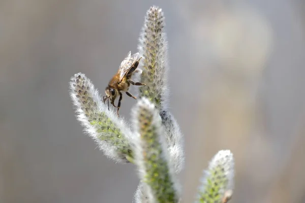 Bee Catkin Close Bee Willow Tree Blooming Pussy Willow Insect — стоковое фото