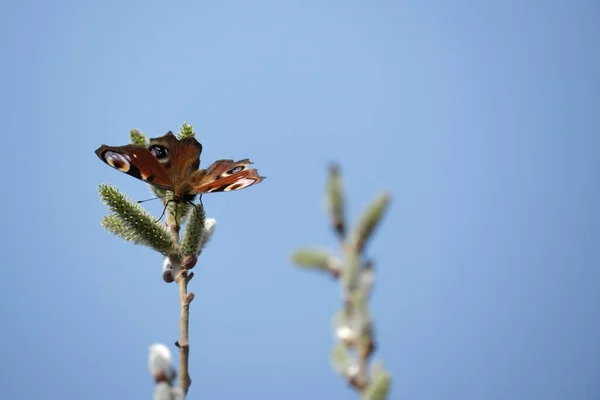 Pfauenschmetterling Auf Einem Kätzchen Bunter Schmetterling Auf Einer Blühenden Weide — Stockfoto