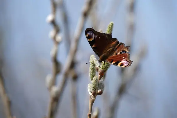 孔雀蝴蝶落在毛毯上 彩蝶落在盛开的柳树上 宏观上收尾 蝴蝶在自然环境中 美丽的蝴蝶 — 图库照片