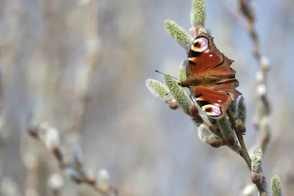 Pfauenschmetterling Makro Aus Nächster Nähe Bunter Schmetterling Auf Einer Blühenden — Stockfoto