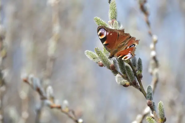 孔雀蝴蝶落在毛毯上 彩蝶落在盛开的柳树上 宏观上收尾 自然环境中的蝴蝶 — 图库照片