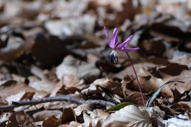 Köpek dişi menekşesi, ilkbaharın başlarında ormanda pembe kır çiçeği. Kapatın, makro detaylar.
