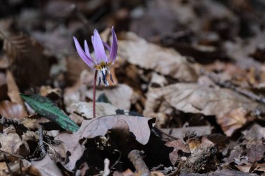 Köpek dişi menekşesi, ilkbaharın başlarında ormanda pembe kır çiçeği. Kapatın, makro detaylar.
