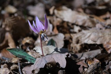 Köpek dişi menekşesi, ilkbaharın başlarında ormanda pembe kır çiçeği. Kapatın, makro detaylar.