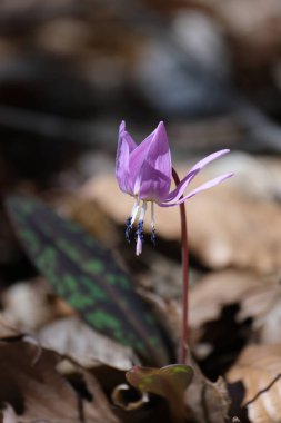 Köpek dişi menekşesi, ilkbaharın başlarında ormanda pembe kır çiçeği. Kapatın, makro detaylar.