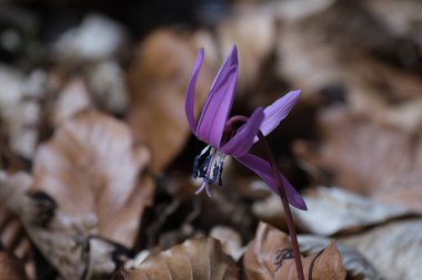 Köpek dişi menekşesi, ilkbaharın başlarında ormanda pembe kır çiçeği. Kapatın, makro detaylar.
