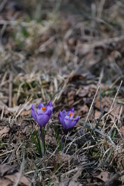 보라색 크로커스 자연의 봄꽃을 자주색 들꽃을 피운다 꽃으로 — 스톡 사진
