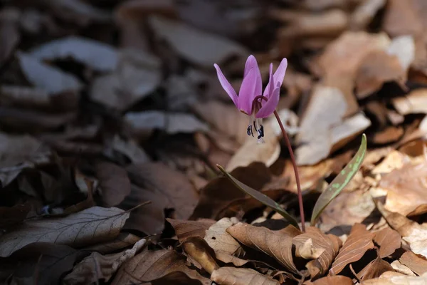 Dog Tooth Violet Early Spring Pink Wildflower Woods Close Macro — Stock Photo, Image