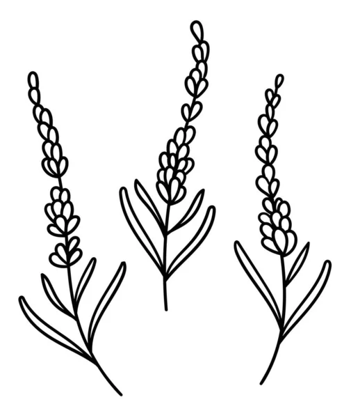 Vector Lavender Hand Drawn Botanical Illustration Flower Drawing Floral Logo — Stock Vector