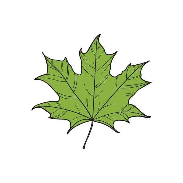 Maple Leaf Vector Illustration Clip Art — 스톡 벡터