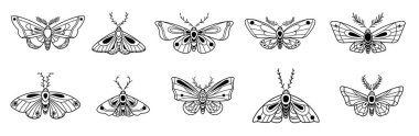 Güve vektör çizimleri, izole kelebek koleksiyonu.