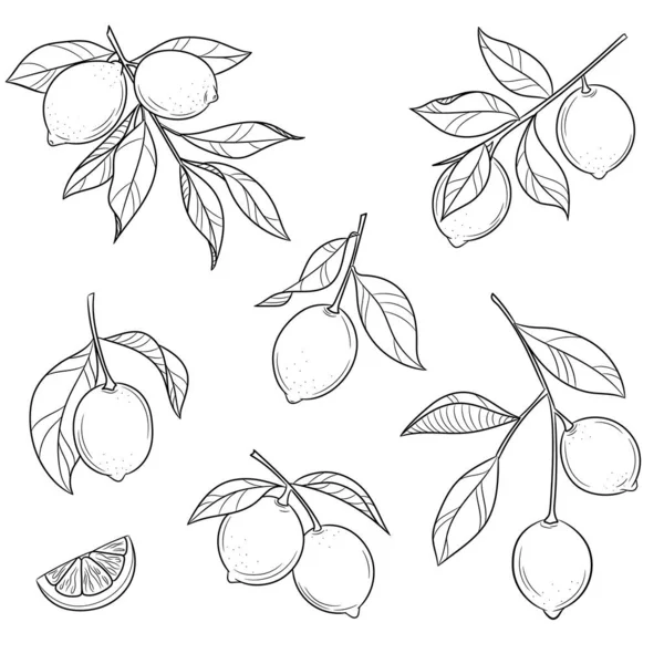 Çizgi sanatı limon vektör illüstrasyonu, beyaz arkaplanda izole