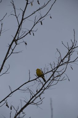 Doğal ortamda bir ağaç dalındaki sarı çekiç kuşu.