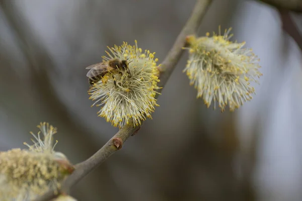 Primer Plano Una Abeja Una Rama Sauce Floreciente — Foto de Stock