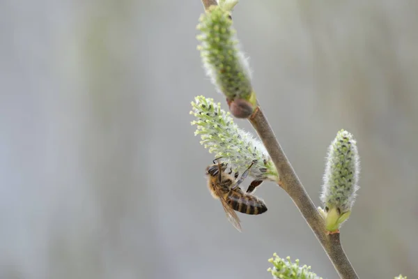 Крупный План Пчелы Цветущей Ивовой Ветке — стоковое фото