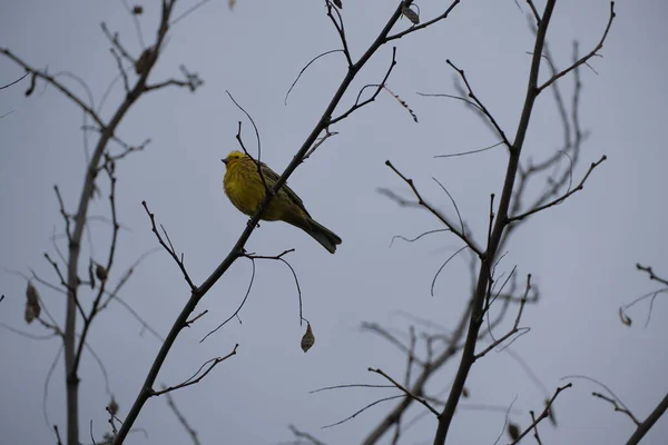自然環境の木の枝に黄色の鳥 — ストック写真