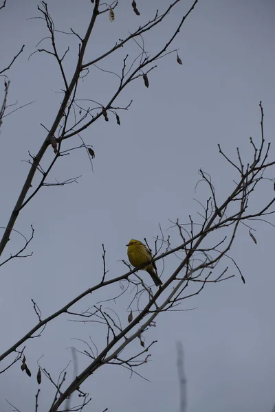 自然環境の木の枝に黄色の鳥 — ストック写真