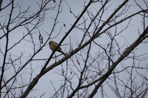 Жовтий Птах Гілці Дерева Природному Середовищі — стокове фото