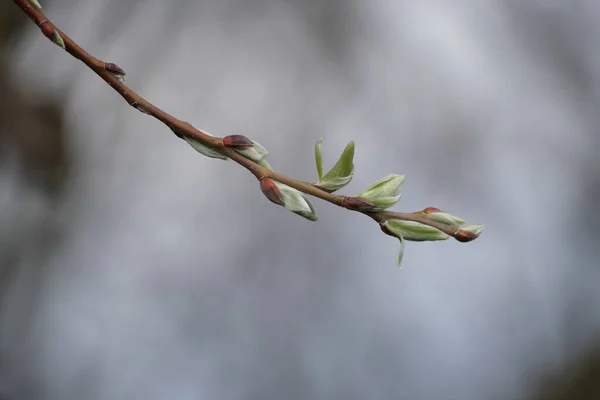 Zbliżenie Kwitnącej Gałęzi Drzewa Wczesna Wiosna Natura — Zdjęcie stockowe
