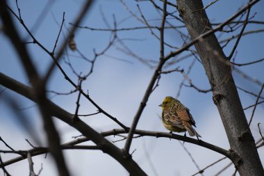 Doğal ortamdaki bir ağaç dalında erkek bir sarı çekiç kuşuna yaklaş.