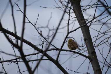 Doğal ortamda bir ağaç dalındaki sarı çekiç kuşu.