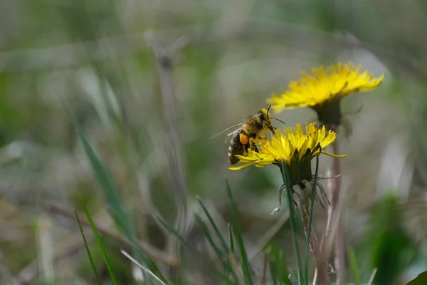 Doğada Sarı Bir Karahindiba Çiçeğinin Üzerindeki Arıya Yaklaş Nektar Topla — Stok fotoğraf