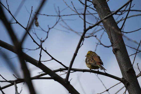 Yellowhammer Ptak Gałęzi Drzewa Środowisku Naturalnym — Zdjęcie stockowe