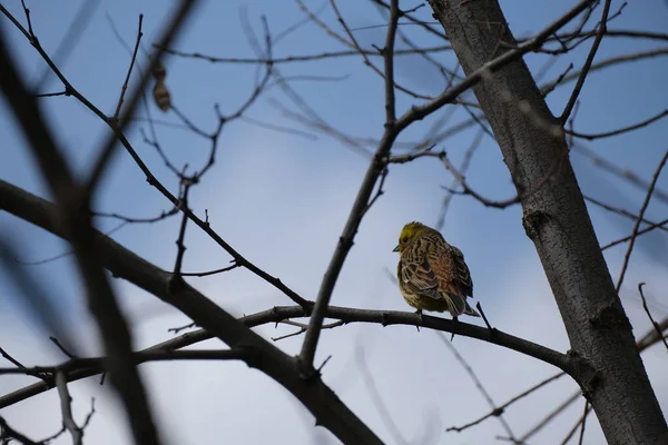 Primer Plano Pájaro Silbador Amarillento Una Rama Árbol Entorno Natural —  Fotos de Stock