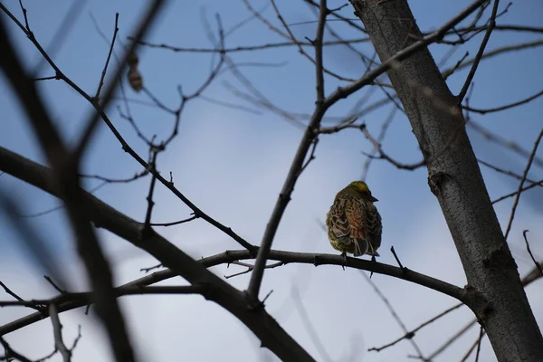 Doğal ortamda bir ağaç dalındaki sarı çekiç kuşu.