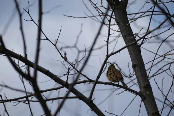 Чоловічий Жовтогарячий Птах Старій Гілці Дерева Природі — стокове фото