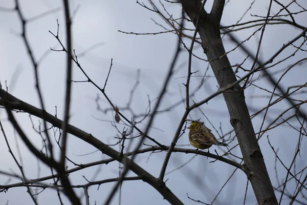 Gelbhammervogel Auf Einem Ast Natürlicher Umgebung — Stockfoto