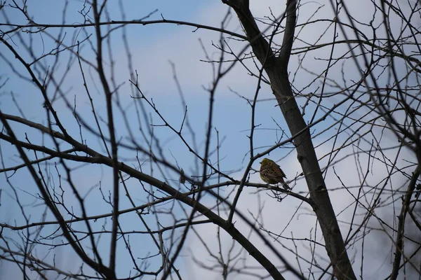 Gelbhammervogel Auf Einem Ast Natürlicher Umgebung — Stockfoto