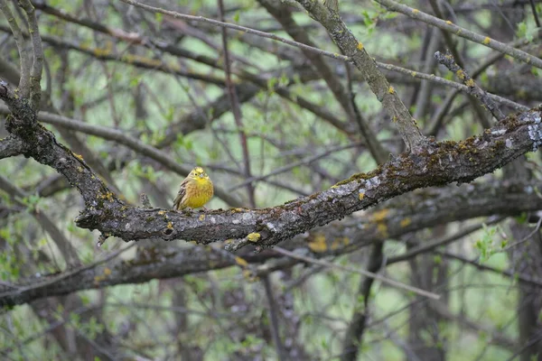 Macho Yellowhammer Pássaro Ramo Árvore Velha Natureza — Fotografia de Stock