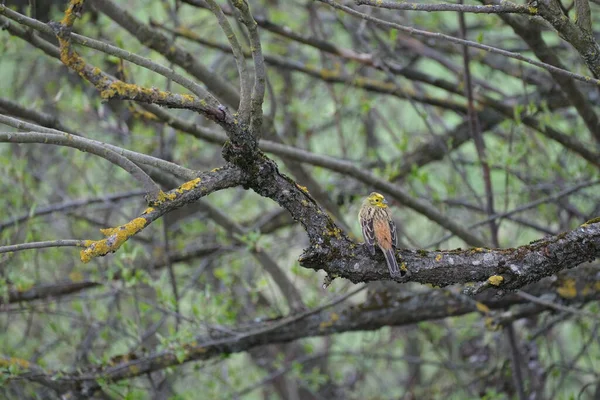 Close Pássaro Macho Yellowhammer Galho Árvore Olhando Para Câmera — Fotografia de Stock
