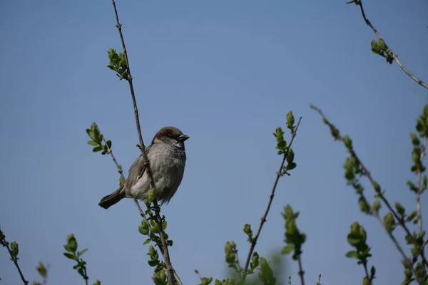 Gros Plan Moineau Domestique Mâle Reposant Sur Une Branche Dans — Photo