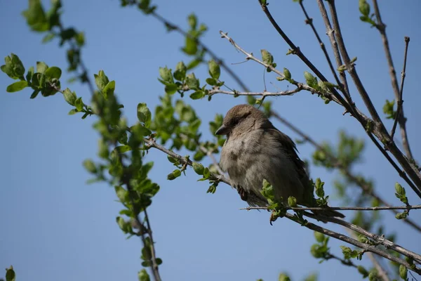 의나무 가지에 참새를 가까이 관찰하고 참새는 귀엽고 — 스톡 사진