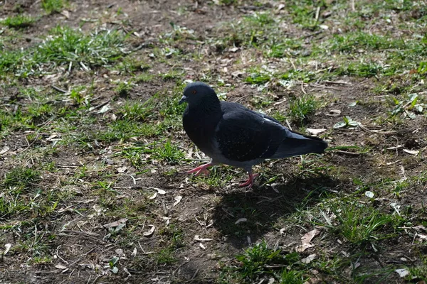 Nahaufnahme Einer Taube Die Einem Park Auf Dem Boden Geht — Stockfoto