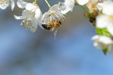 Doğada beyaz bir çiçeğin üzerindeki arıya yaklaş.