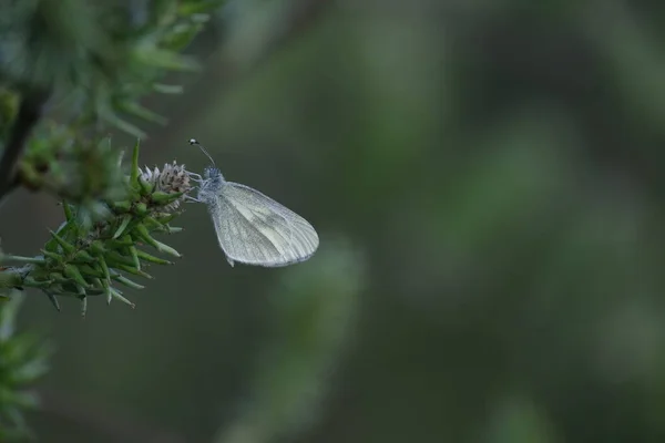Közelről Egy Fehér Pillangó Egy Tüskés Zöld Növény Természetben — Stock Fotó